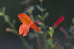 Scarlet calamint